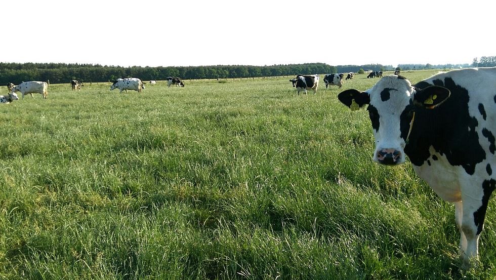 Onze koeien hebben genoeg beweging in de weelderige, groene weiden., © Milchhof Warlin
