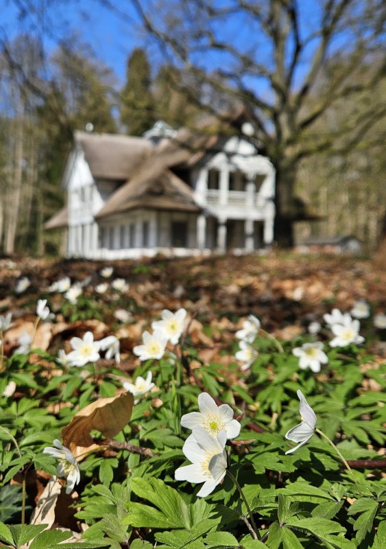 Bosanemoon bij het Schweizerhaus Foto Henrik Wegner, &copy; Henrik Wegner