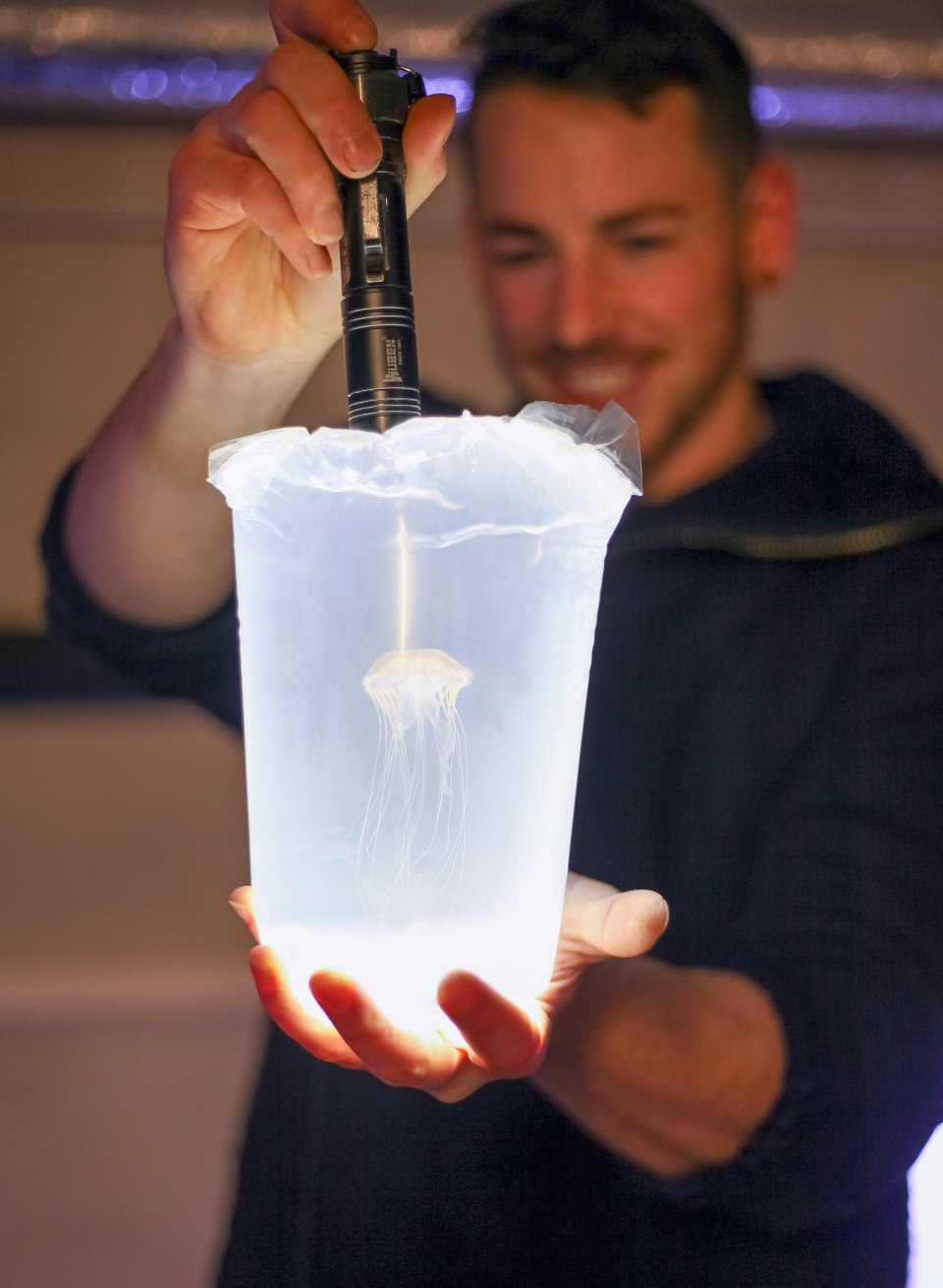 Compass jellyfish in the Ozeaneum are illuminated for viewing. A small flashlight is used for this and the vessel is illuminated by an employee. // Compass jellyfish in the Ozeaneum with lighting // © Anke Neumeister Compass jellyfish in the Ozeaneum are illuminated for viewing. A small flashlight is used for this and the vessel is illuminated by an employee.