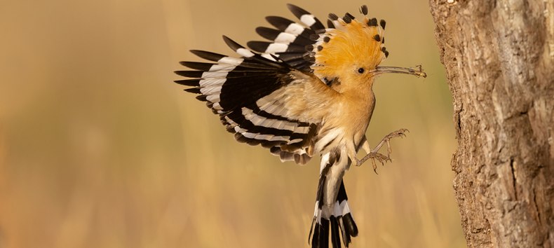 © C. Jakimowitsch © C. Jakimowitsch