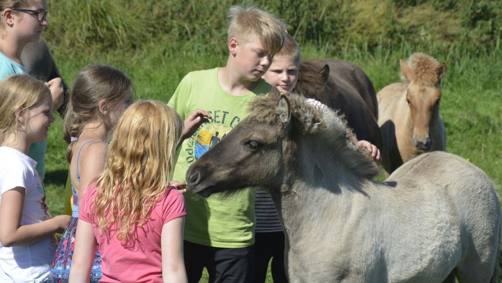 There is plenty of time for petting at the Waydbrink Icelandic stud farm // © Islandgestüt von der Wadybrink There is plenty of time for petting at the Waydbrink Icelandic stud farm // © Islandgestüt von der Wadybrink