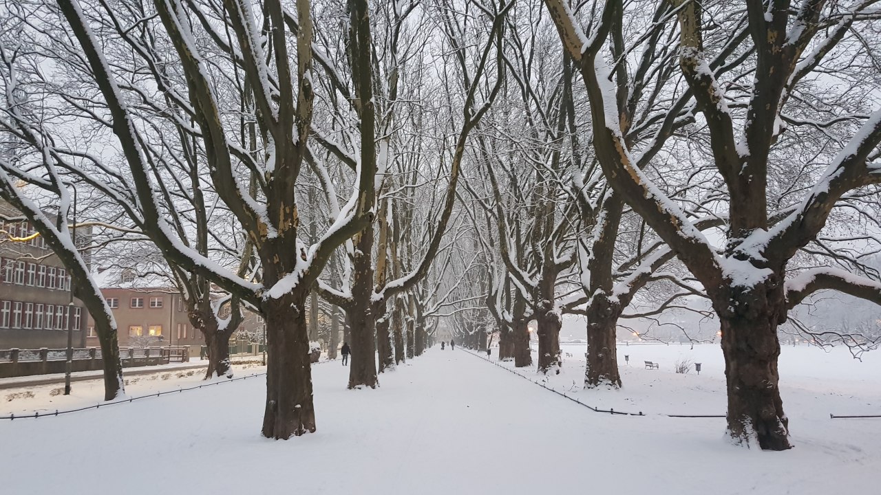 Green area &bdquo;Jasne Błonia im. Jana Pawła II&rdquo;, &copy; Pomorze Zachodnie