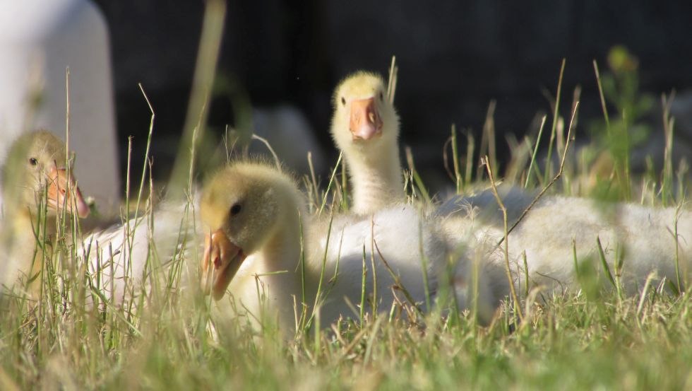 Zawsze koncentrujemy się na dobrostanie naszych zwierząt i ich naturalnych potrzebach: Gęsi wprowadzają się na farmę jako pisklęta w maju. // © Grüner Gänsehof Zawsze koncentrujemy się na dobrostanie naszych zwierząt i ich naturalnych potrzebach: Gęsi wprowadzają się na farmę jako pisklęta w maju. // © Grüner Gänsehof