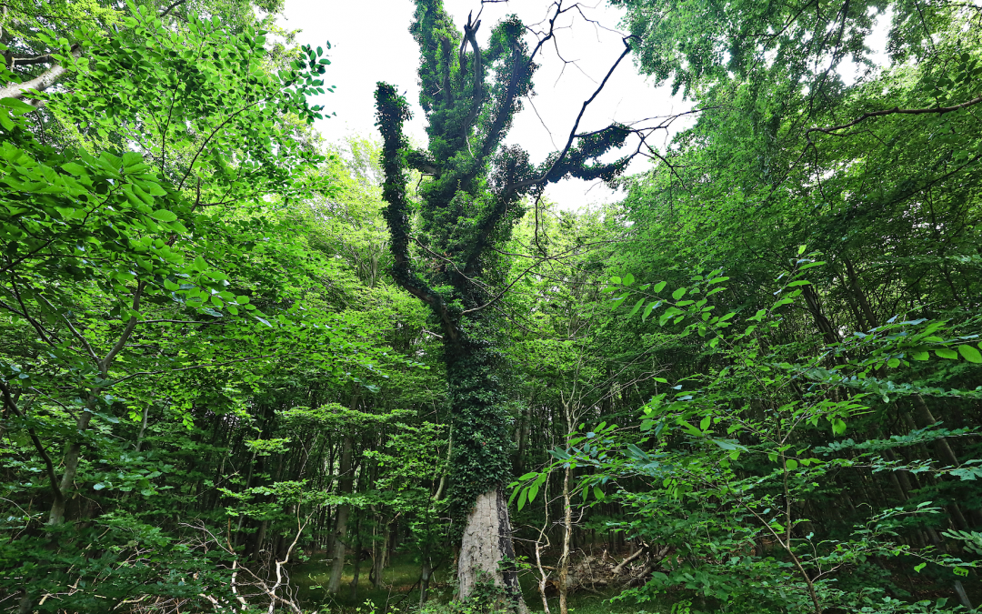 path-of-musse-and-knowledge_1, © TMV/Gohlke path-of-musse-and-knowledge_1, © TMV/Gohlke