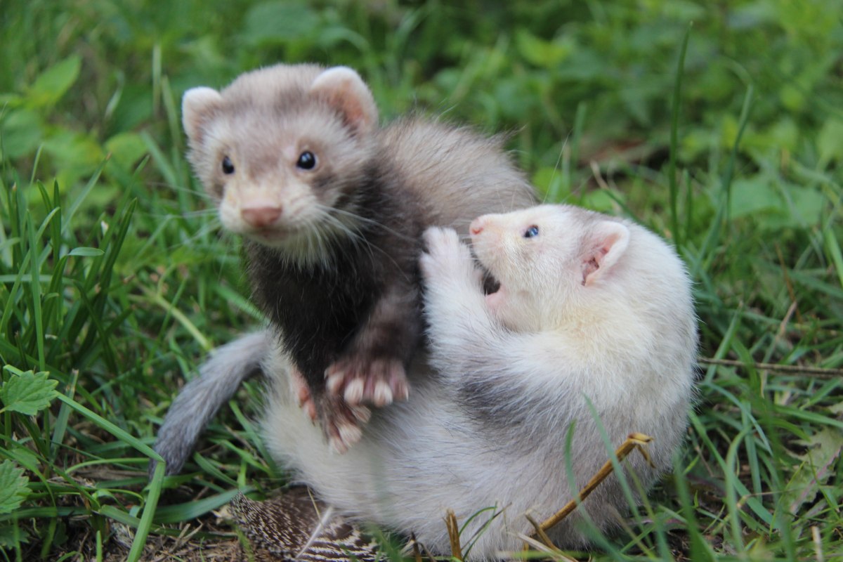 Als de fretten niet slapen, zijn ze heel beweeglijk., © Tierpark Wolgast Als de fretten niet slapen, zijn ze heel beweeglijk., © Tierpark Wolgast