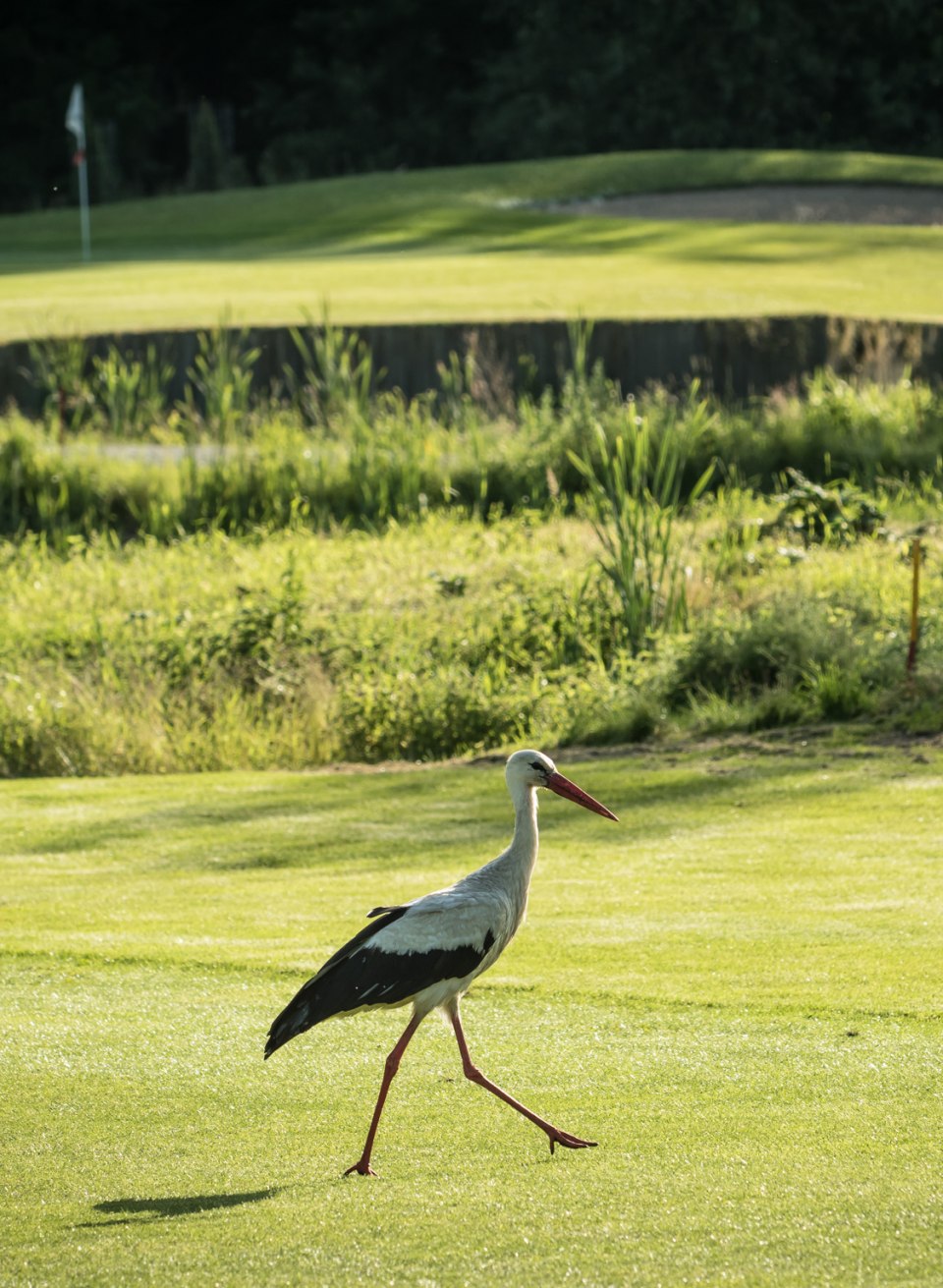 Een turf gaat over de golfbaan van Strelasund