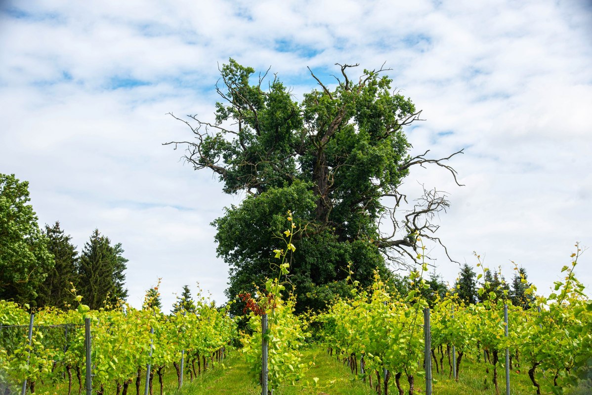 Rattey Castle Winery // &copy; Weingut Schloss Rattey | Inselm&uuml;hle Usedom GmbH