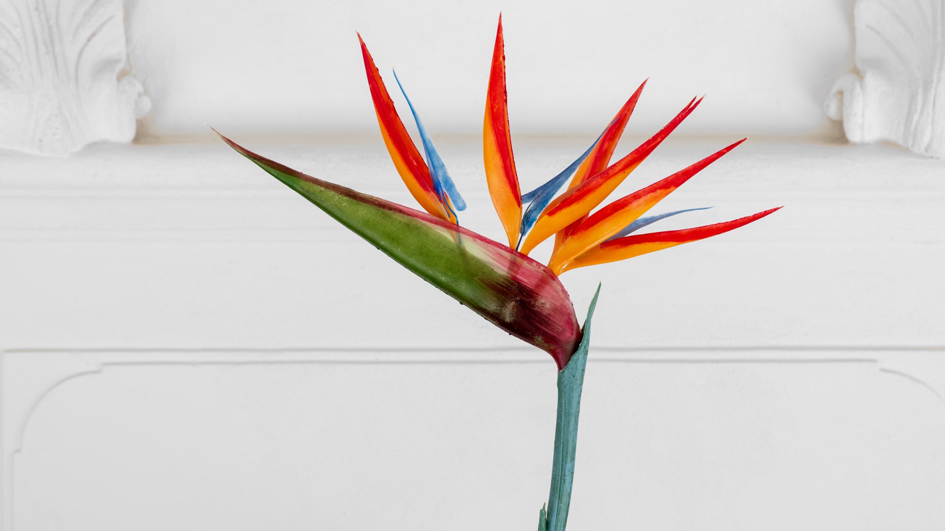 Wie had gedacht dat het hertogdom zo'n botanische faam zou verwerven? // © MV-T/Tiemann Wie had gedacht dat het hertogdom zo'n botanische faam zou verwerven? // © MV-T/Tiemann