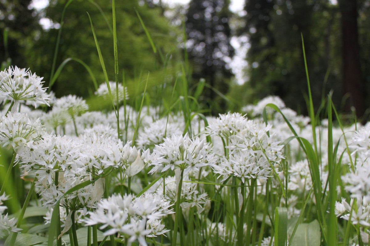 BRASOR_Wilde knoflook (2), &copy; Biosphrenreservatsamt S&uuml;dost-R&uuml;gen