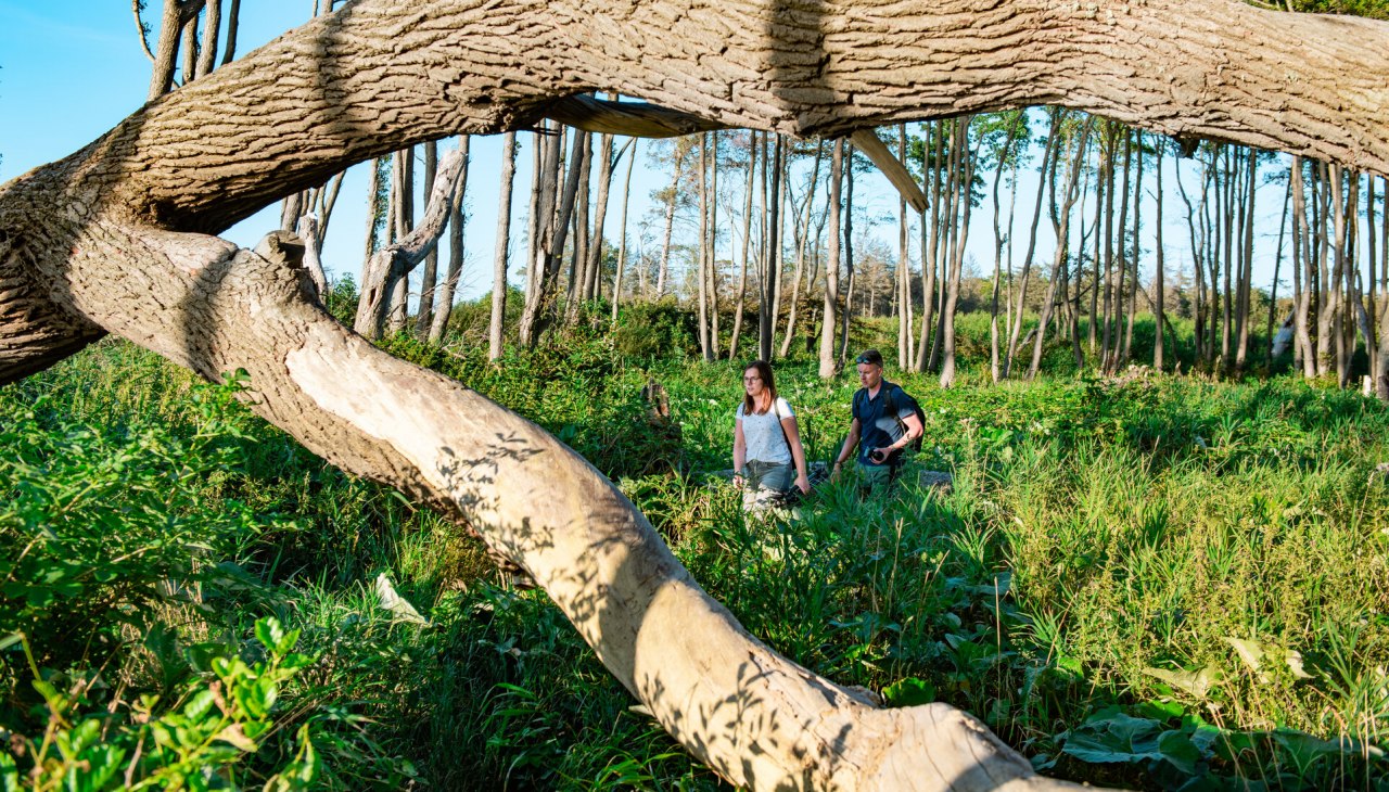 Onderweg in het kustbos, © TMV/Tiemann