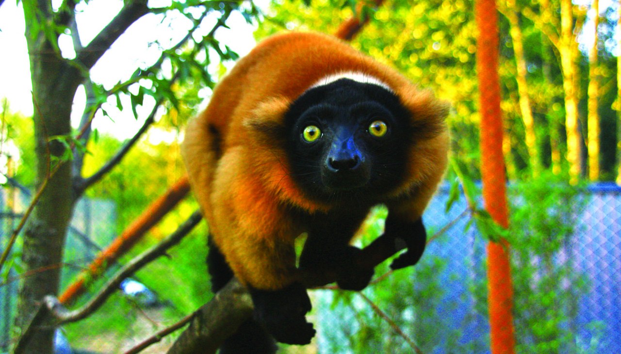 Czerwone warany w zagrodzie na Madagaskarze, © Vogelpark Marlow/Zöger Czerwone warany w zagrodzie na Madagaskarze, © Vogelpark Marlow/Zöger