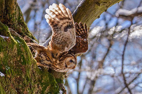 Tawny owl in flight, &copy; Reiner Jacobs