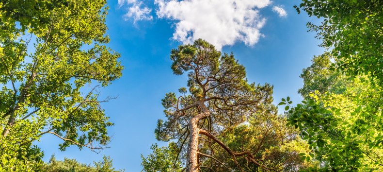 Forest bathing in the Baltic health spa Graal-Müritz | with Torsten Maaß // © André Pristaff / TuK Forest bathing in the Baltic health spa Graal-Müritz | with Torsten Maaß // © André Pristaff / TuK