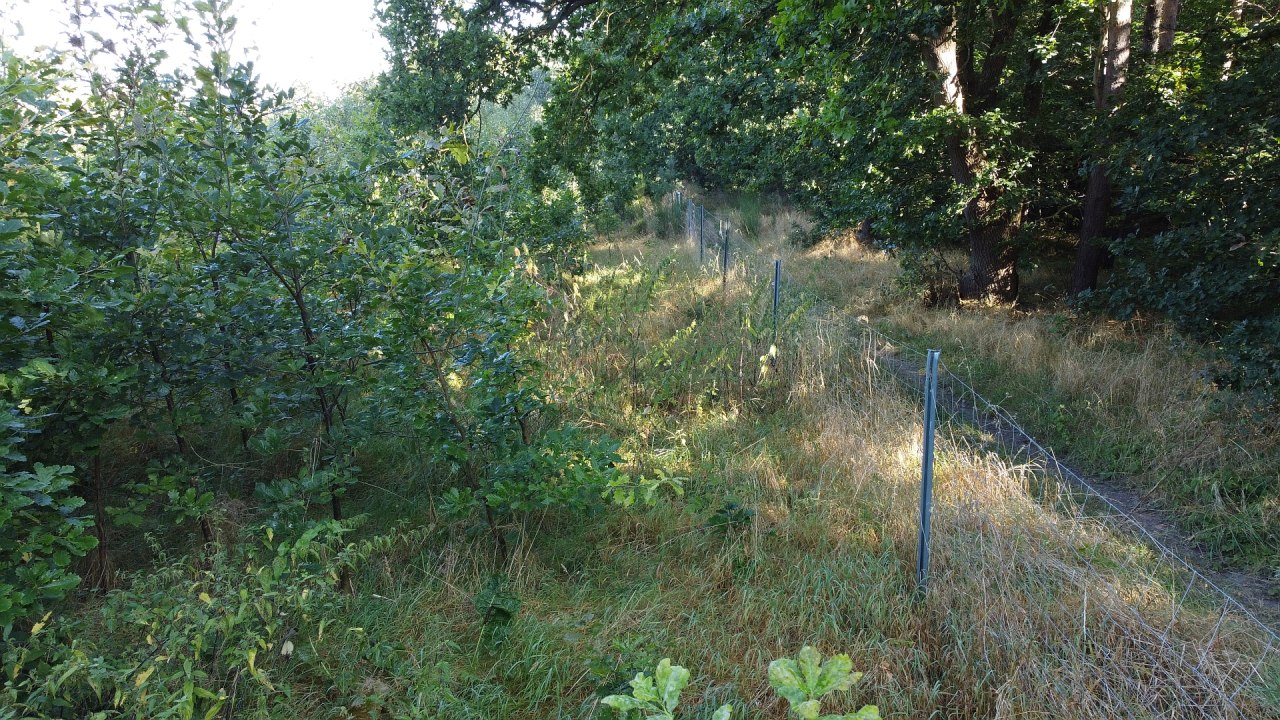 Klimatyczny las Bad Kleinen // © Landesforst MV Klimatyczny las Bad Kleinen // © Landesforst MV