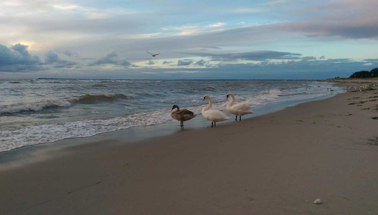 Beach_swans, © KV Mönchgut
