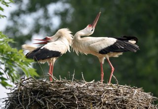 Storks mating // &copy; Karsten Peter
