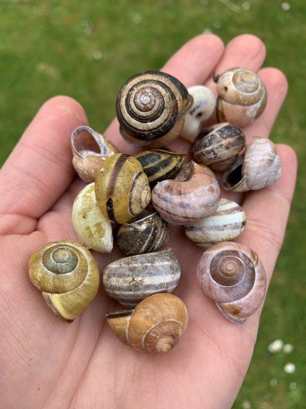 baenderschnecken-atantje-joost-hirsekorn, © Antje Joost-Hirsekorn baenderschnecken-atantje-joost-hirsekorn, © Antje Joost-Hirsekorn