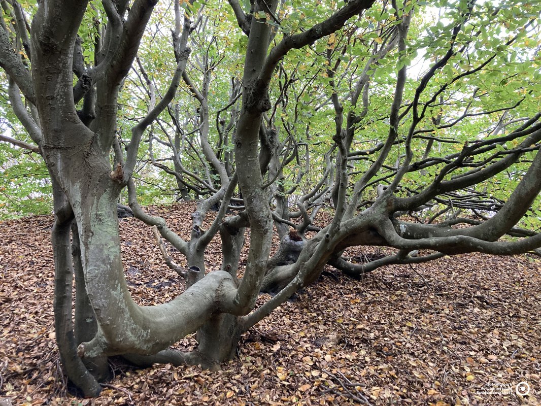 &copy; Lilli Reisig / NLP