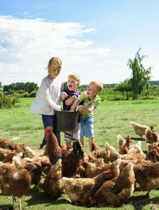 2025-04-24 14_34_06-Kinder im Hühnerstall auf dem Bauernhof_1 __ Children in the chicken coop on the, © TMV/ Ulrich