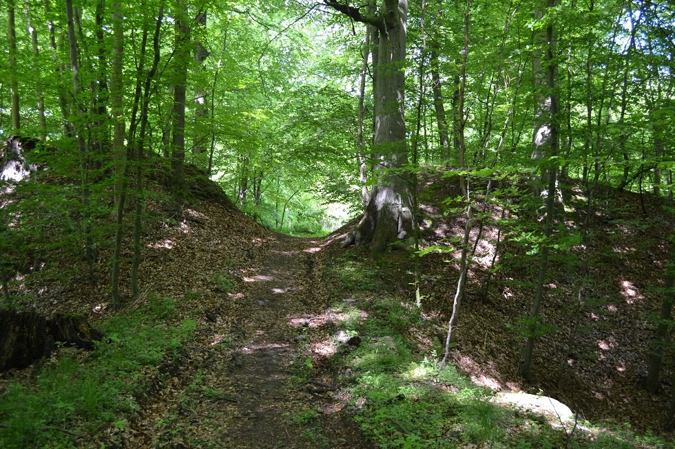The well recognizable castle rampart was cut here by forestry., © Lutz Werner