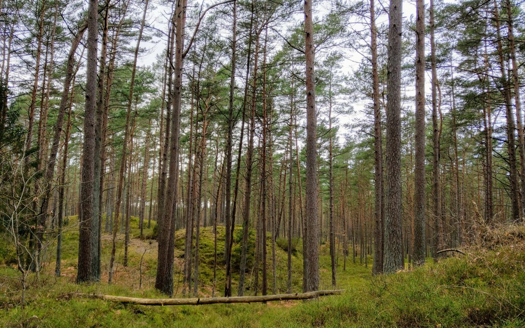 Baab Heath, © KV Baabe
