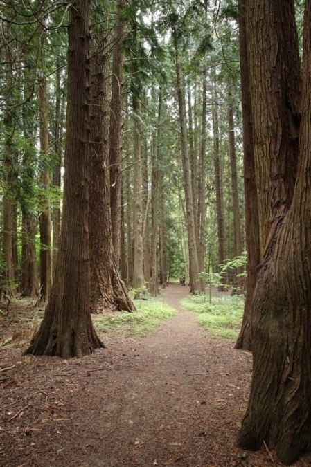 Landesforst-MV-Erbsland-041, © Forstamt Mirow