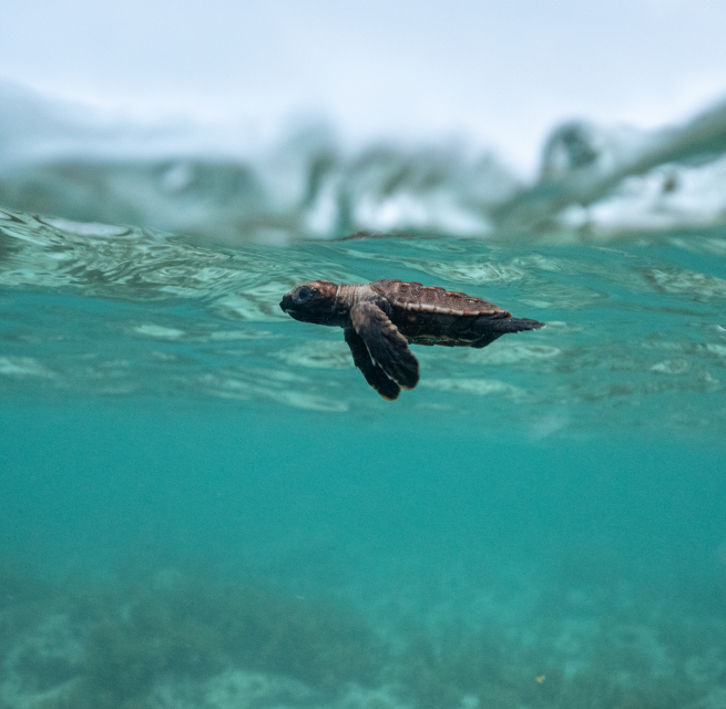 &copy; Martina Andres