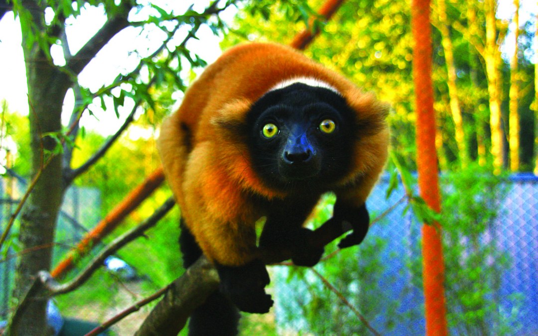 Rode Varis in de Madagaskar-behuizing, © Vogelpark Marlow/Zöger