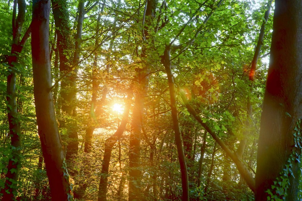 Forest bathing summer (c) Kurverwaltung Goehren Martin Stoever _07-2019_P5I1387_6_5_4_3_HDR projects-2, &copy; Kurverwaltung Goehren / Martin Stoever