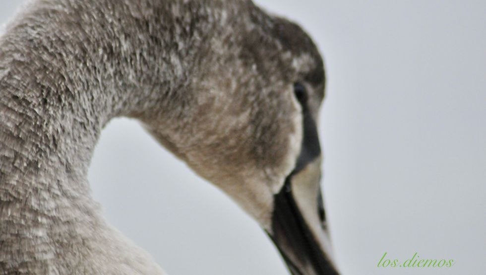 young mute swan, © Peter Diemer