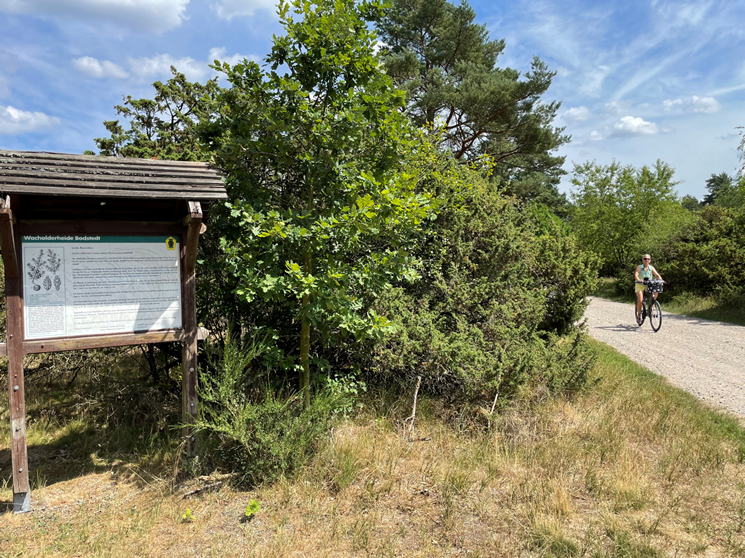 Juniper cycle path Drei Katen, © TZ Südliche Boddenküste Juniper cycle path Drei Katen, © TZ Südliche Boddenküste