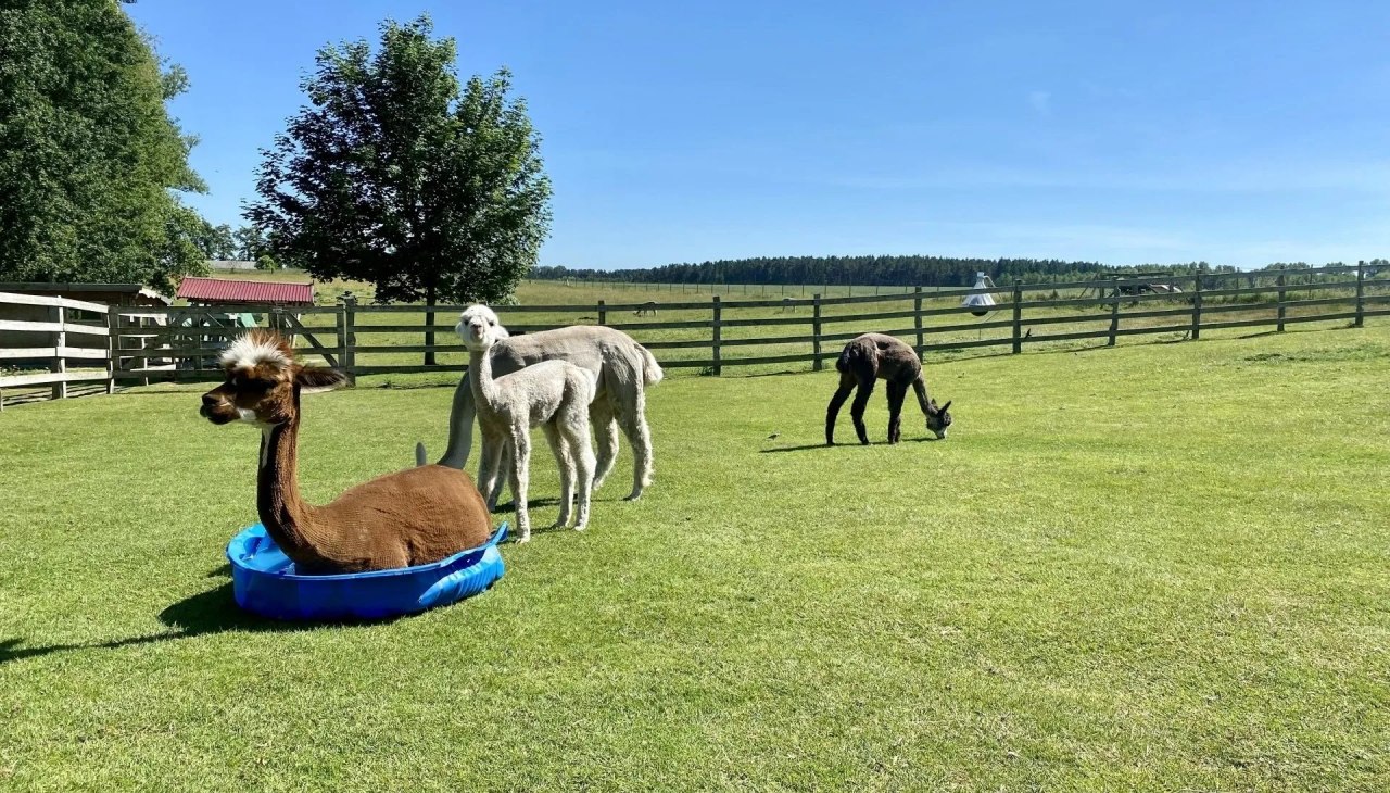 Trebel Valley Alpaca's, © Anne Häusler Trebel Valley Alpaca's, © Anne Häusler