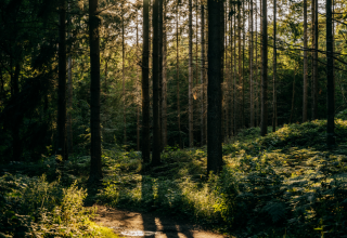 © Binzer Bucht Tourismus © Binzer Bucht Tourismus
