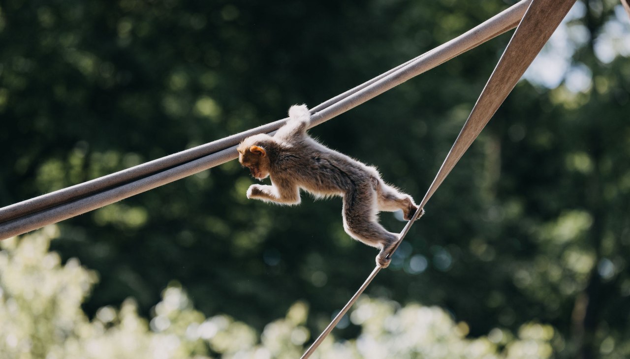 TheresaLangeFotografie_TIERGARTEN_NEUSTRELITZ_063, © Theresa Lange TheresaLangeFotografie_TIERGARTEN_NEUSTRELITZ_063, © Theresa Lange