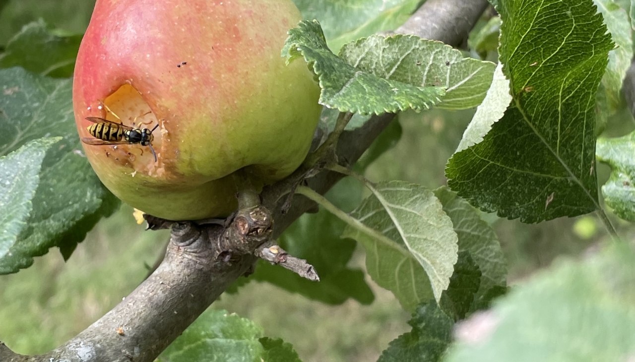 Appel, © Südliche Boddenküste