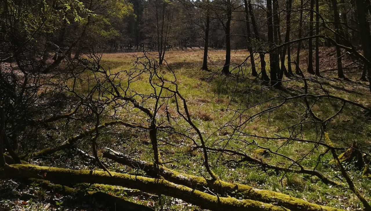 varied forest landscape, © B. Daedelow