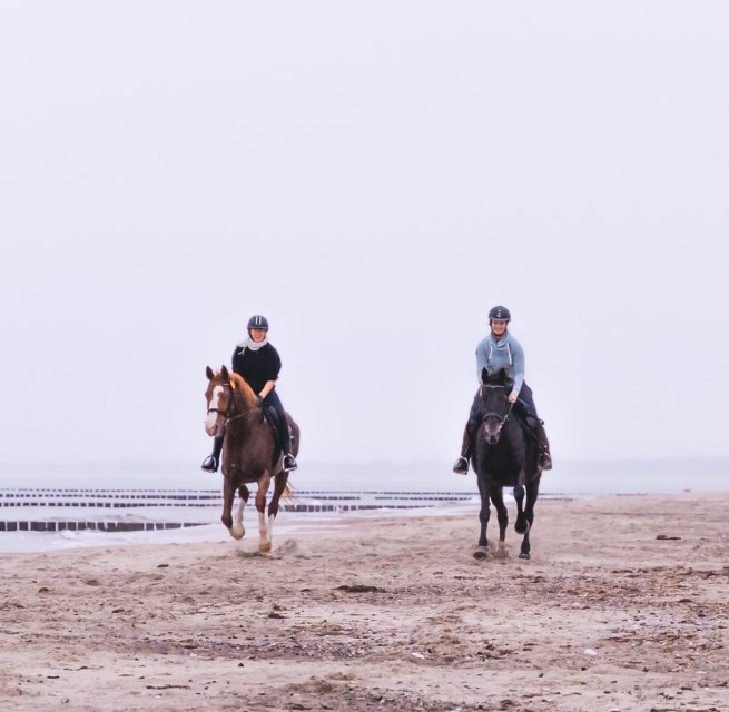 Beach riding in Mecklenburg-Vorpommern on Fischland-Darß-Zingst with three horses through the sand
