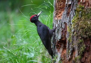 &copy; Oliver Richter