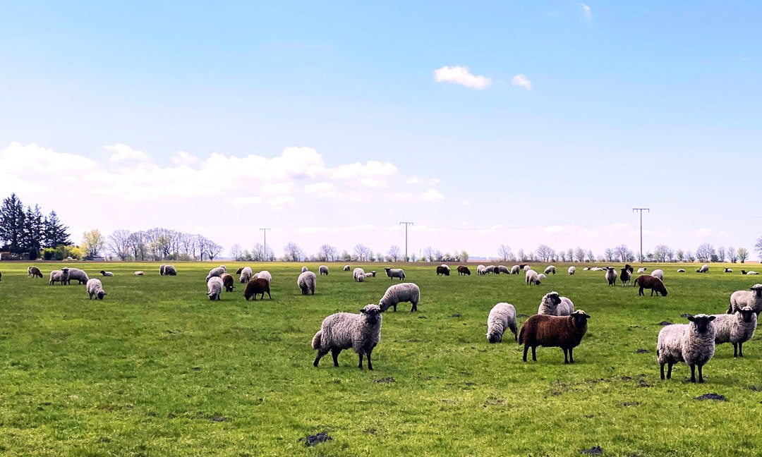 Black-headed sheep, © Südliche Boddenküste