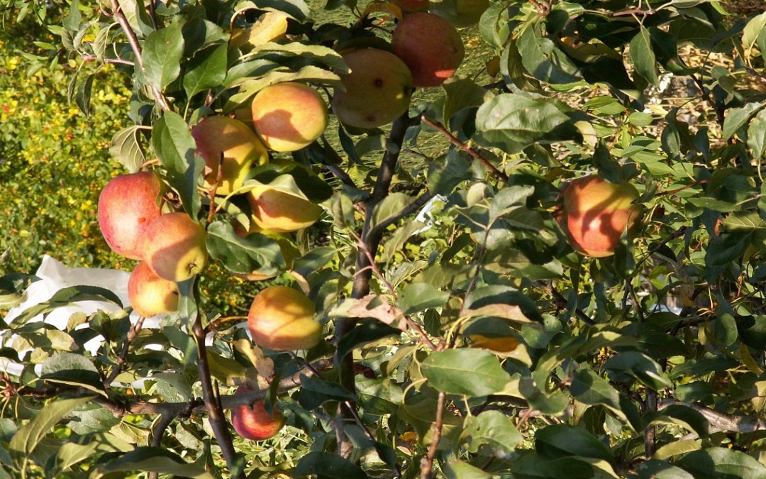 Äpfel_M.Wyczinski, © Naturpark Feldberger Seenlandschaft M. Wyczinski