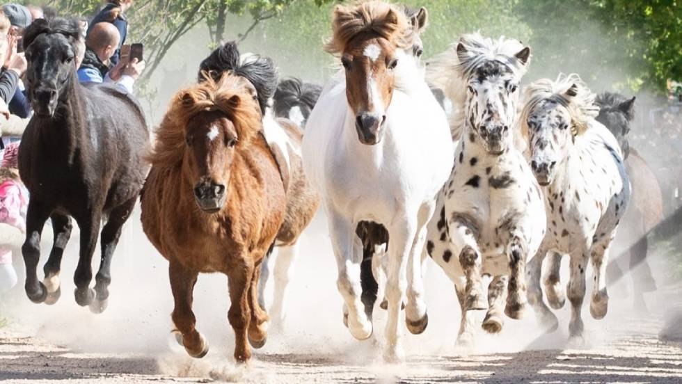 Pony-Austrieb auf der Galopp-Rennbahn in Bad Doberan, © Bernsteinreiter