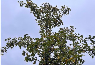 Apple tree, &copy; D. Heppner