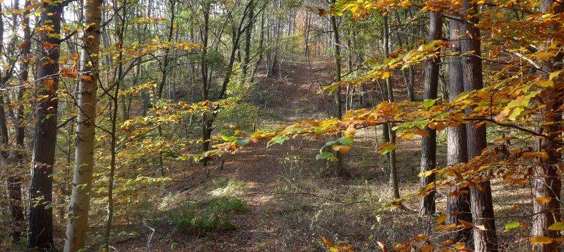 Wandelpad door een herfstig notendal // &copy; D. Foitl&auml;nger, Biosph&auml;renreservatsamt Schaalsee-Elbe