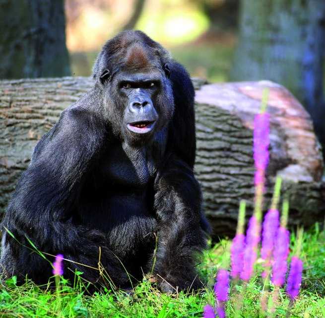 © Zoo Rostock/Gohlke