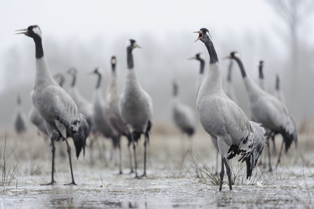 Kranen, © Dieter Damschen