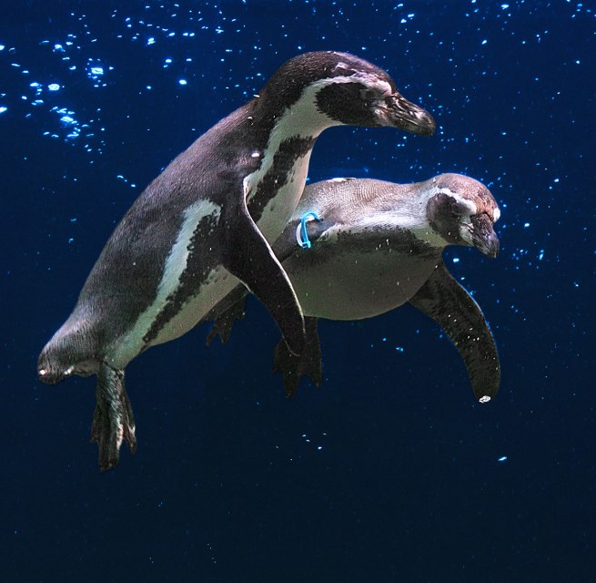 Fliegende Pinguine // &copy; Vogelpark Marlow