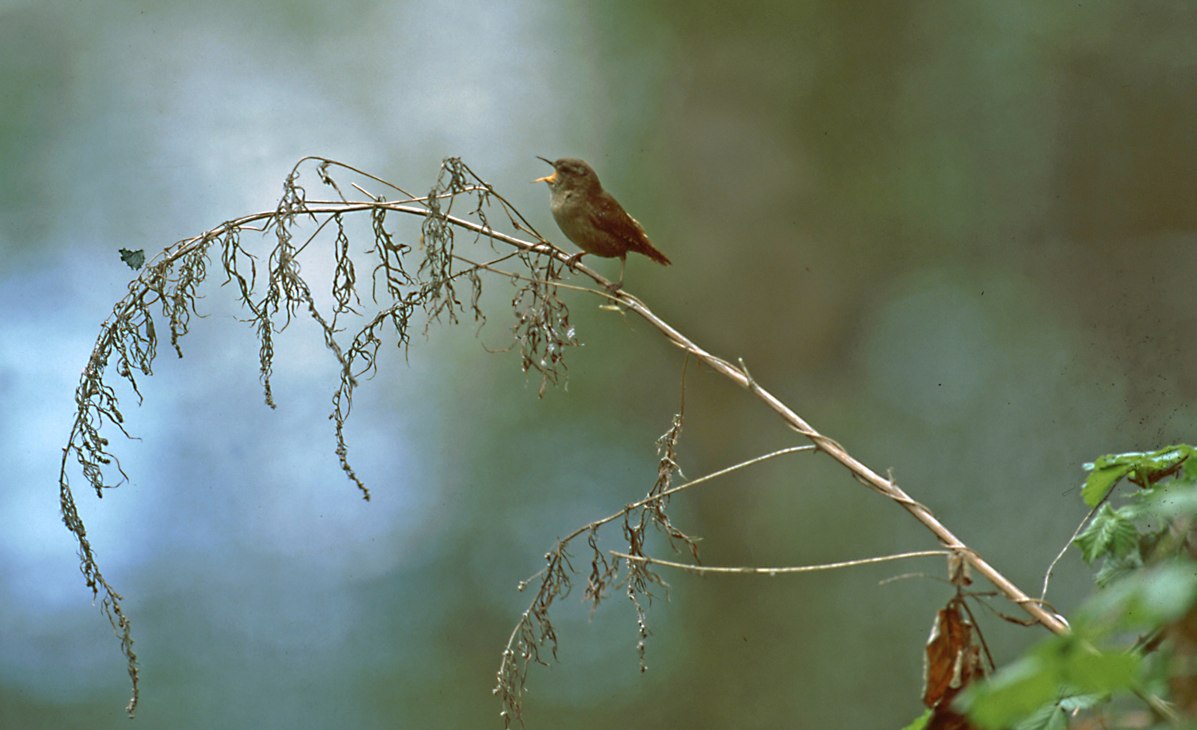 The feathered people and their secret language, © NPA Müritz The feathered people and their secret language, © NPA Müritz