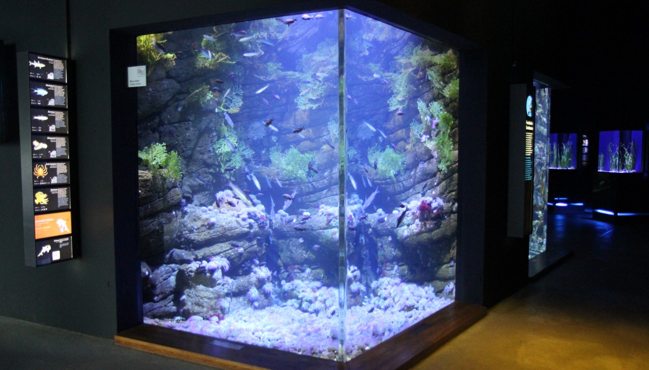 Tidal pool (Photo: OZEANEUM Stralsund), © Deutsches Mmeeresmuseum