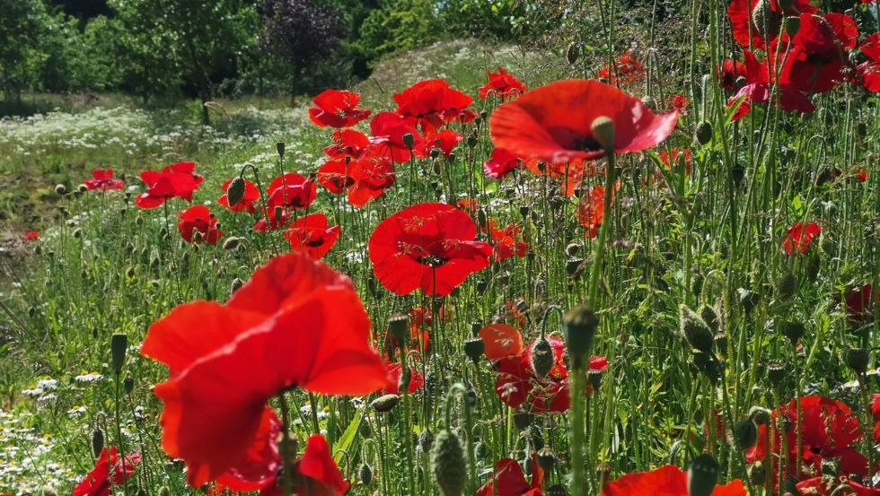 Flower meadow, © Kristin Brandt