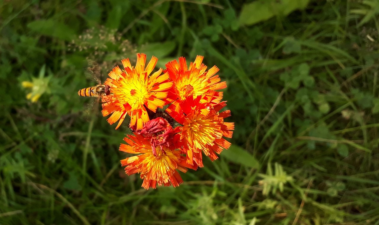 Hawkweed // © Angela Pfennig Hawkweed // © Angela Pfennig